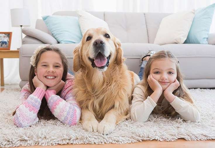 project.couchpotatopets